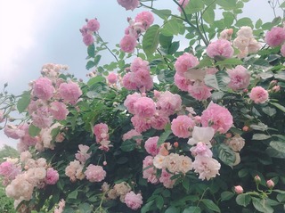 F2D03829-FB8A-4601-8464-CC131C13FCB2.jpeg